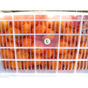 Top Qualité Nanfeng Bébé Mandarine Orange Prix à l&#39;exportation