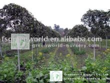 ligustrum lucidum high trunk