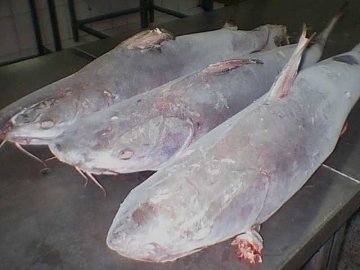 frozen cat fish
