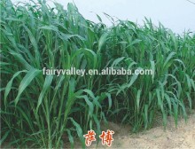 High Grade Sorghum Sudan Grass Seeds Sorghum Hybrid sudan grass Seeds For Cultivartion