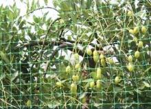 square plastic mesh/extruded plastic mesh