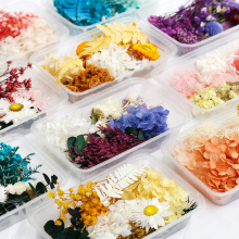 Wholesale Multicolor Natural Real Small Mini Mixed Dry Flowers - Bulk Dried Flowers for Decoration