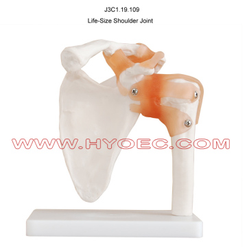 Life-Size Shoulder Joint-J3C1.19.109