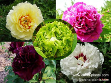 wholesale tree peony flower varieties from nursery