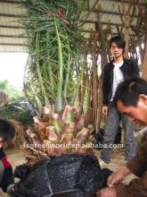 phoenix canariensis packing and loading