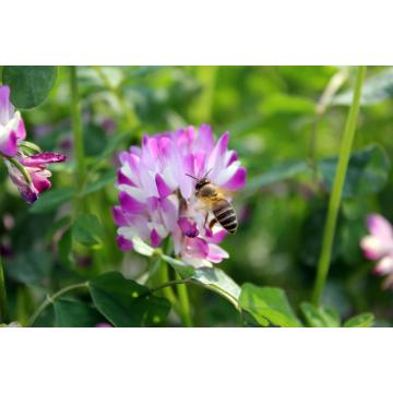 Miel de trébol a granel de la naturaleza / miel de vetch de leche china