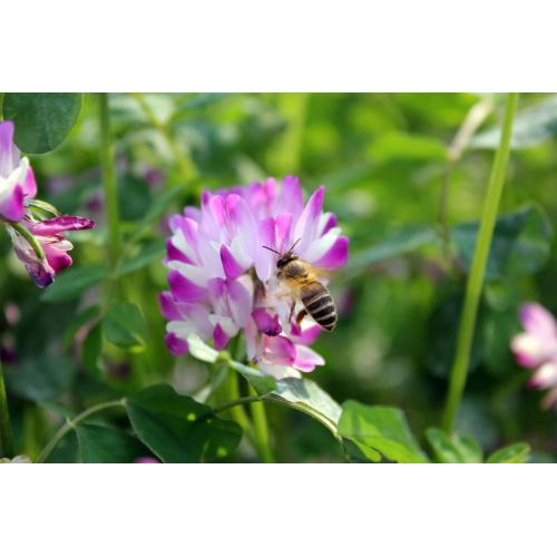 Nature Bulk Clover Honey / Chinese milk vetch flower honey