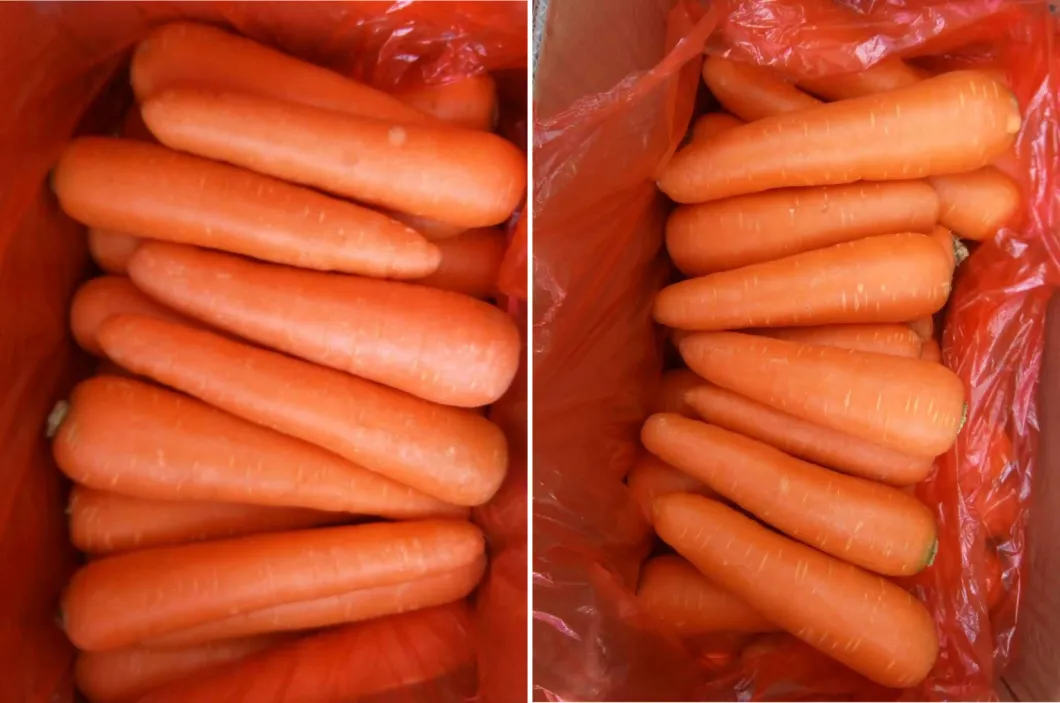 Chinese Fresh Carrot Organic Carrot Red Carrot Cheapest Price