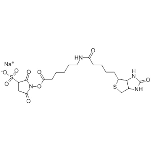Название: гексановая кислота, 6 - [[5 - [(3aS, 4S, 6aR) -гексагидро-2-оксо-1H-тиено [3,4-d] имидазол-4-ил] -1-оксопентил] амино] - , 2,5-диоксо-3-сульфо-1-пирролидиниловый эфир, натриевая соль (1: 1) CAS 191671-46-2