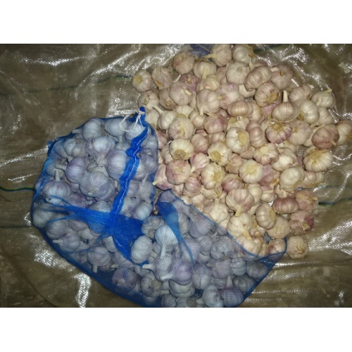 Fresh Garlic Loosing Packing