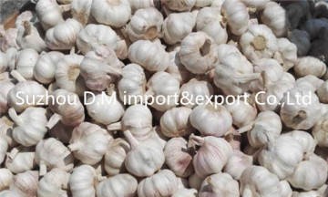 China farm fresh garlic