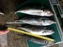 Scomber japonicus