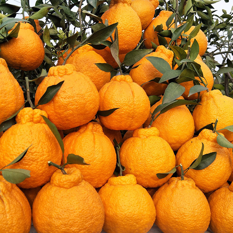 الحلو اليوسفي البرتقال