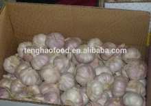 2014 new crop ,5.5cm up ,fresh nomal white garlic