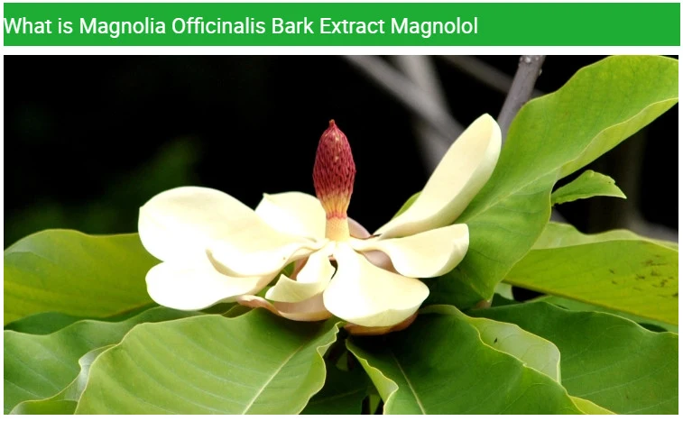 Solvent-Free Residue Magnolia Officinalis Bark Extract Magnolol 98% Powder