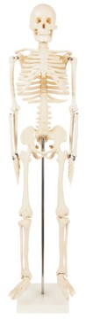 85cm Human Skeleton Model