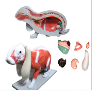 Rabbit medical anatomical model