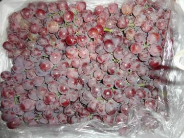 The best quality fresh red grape