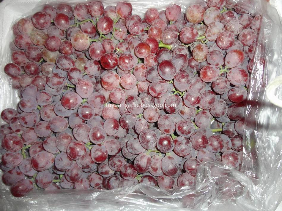 أفضل أنواع العنب الأحمر الطازج الصور Jining Fuyuan Fruits And Vegetables Co Ltd