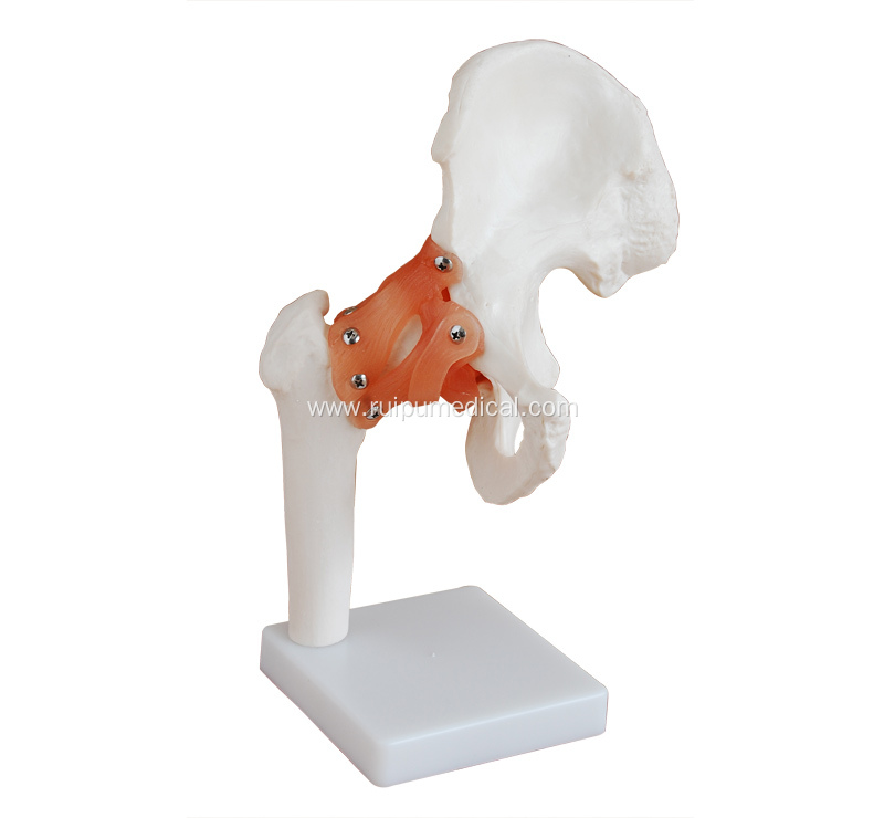 Medical Life-Size Hip Joint