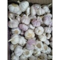 how to store fresh garlic long term