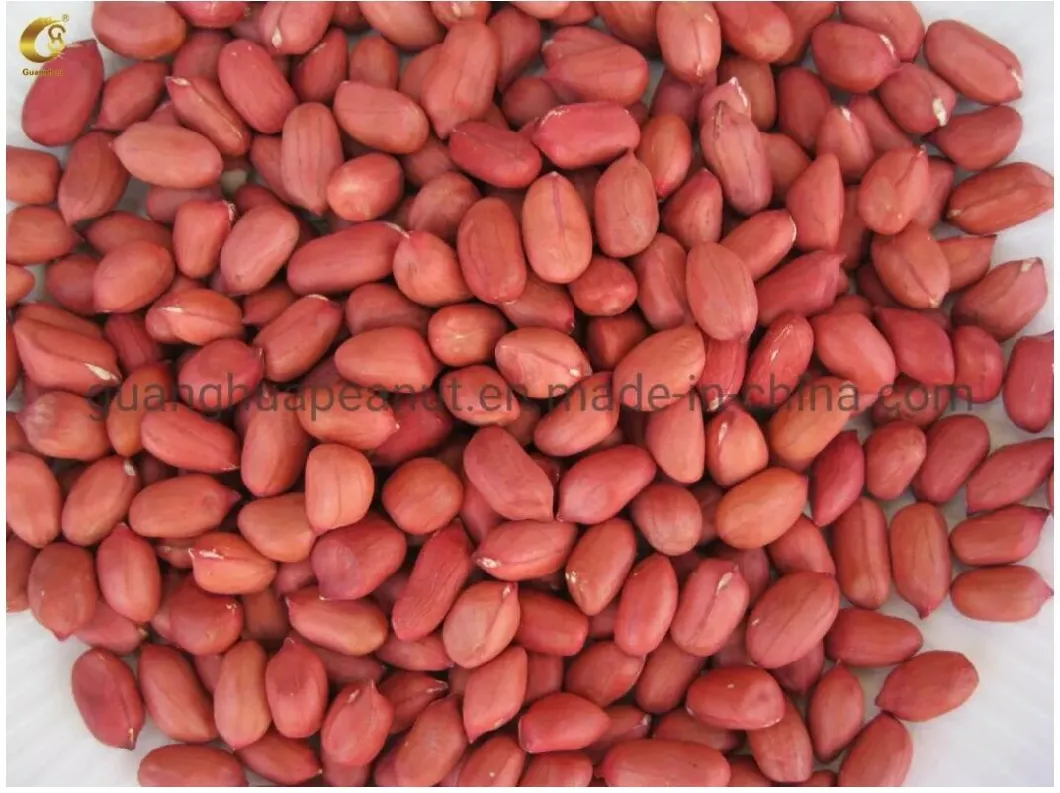 New Crop Healthy Long Round Shape Good Color Peanut Kernels