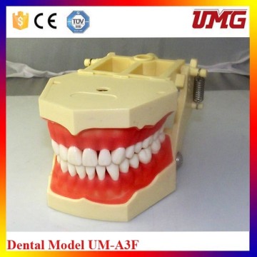 Medical Dental Models for Sale