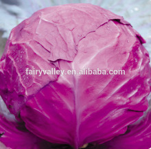 Hybrid cabbage Seeds for growing-Purple Light