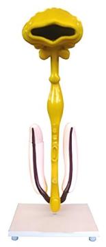 Original Digestive Tract Model(1 component)