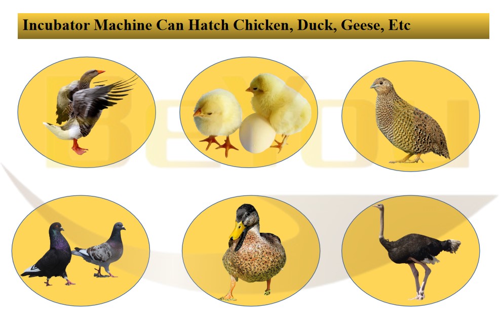Automatic Farming Egg Incubator Chicken 1000 Egg Setter Haching Machine Incubator Equipment