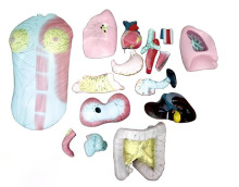 Systemic deep lymphatic drainage model