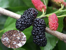 Fruit Tree Seeds Mulberry Tree Seeds For Growing