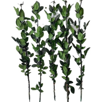 60cm+ Long Stem 100% Natural Eternal Rose - Forever Preserved Real Rose