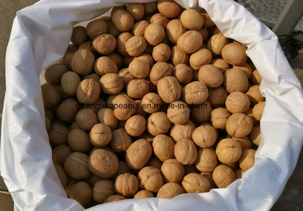 New Crop Walnut in Shell From China