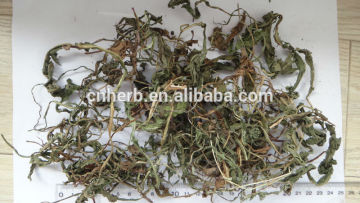 Dandelion herb/Taraxacum officinale