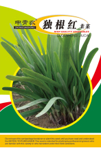 Early maturity hybrid leek seeds