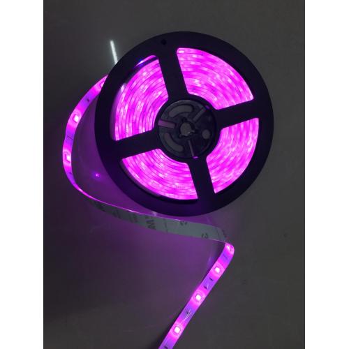 5050SMD 24V Pink Led Strip light