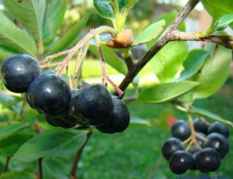 Antioxidant-Rich Superfood Acai Berry Extract