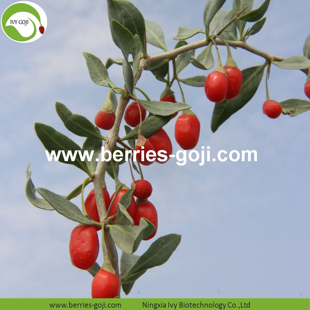 Ningxia Wolfberry