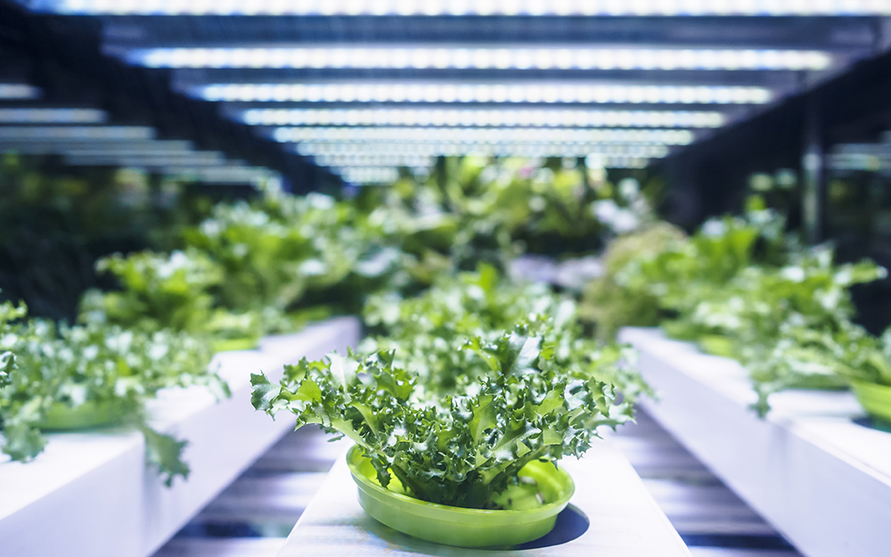 Plant growth lights are used in the shed