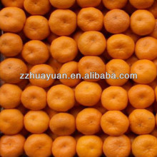 China Nanfeng Oranges
