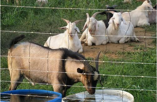 2.5mm hot dipped galvanized goat fence