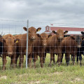 Heergaas van hoge kwaliteit Draad herten veld hek