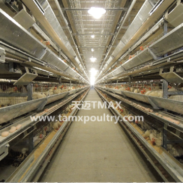 Chicken Cages for Layer Cages