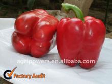 SP959 Bell Pepper Seed