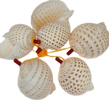 Hot Selling 10pcs Conch Whistle - Natural Shell Gifts & Home Decor