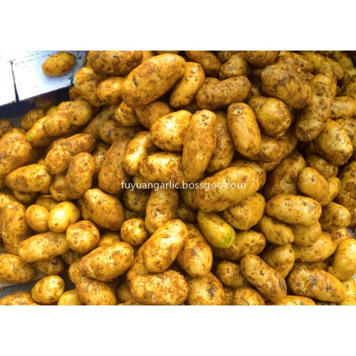 patates yeni mahsul 2020