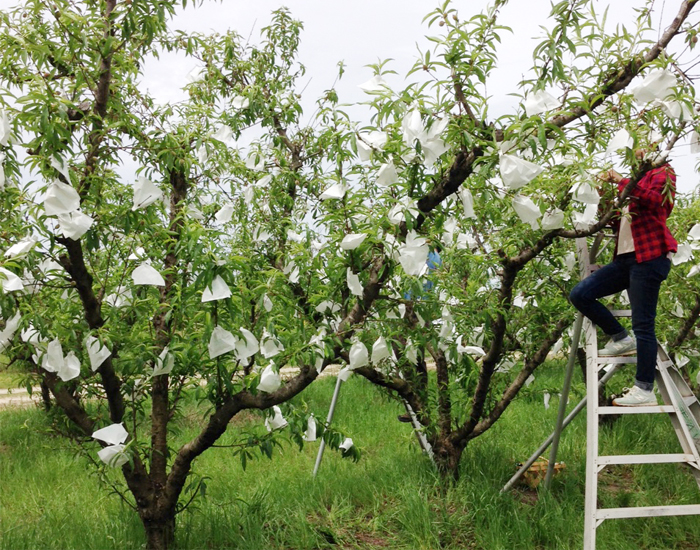 Fruit Protect Growing Peach Bag