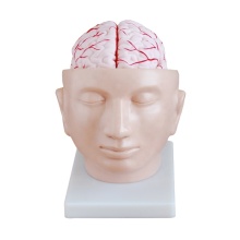 DARHMMY Medical Science Head Brain Model with 9 Parts and Arteries