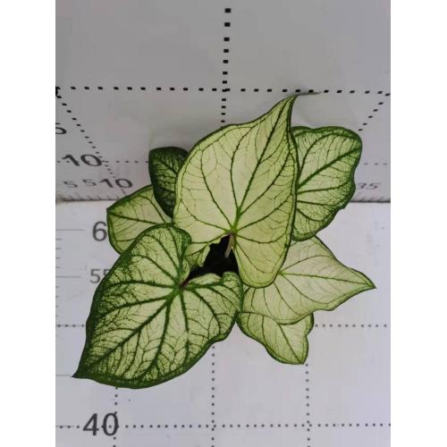 caladium bingbaixue for sale